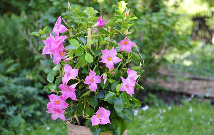 Dipladenia Rosa