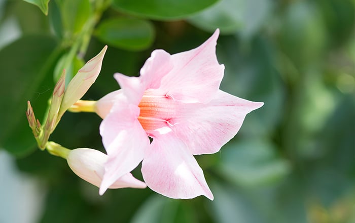 Dipladenia Rose