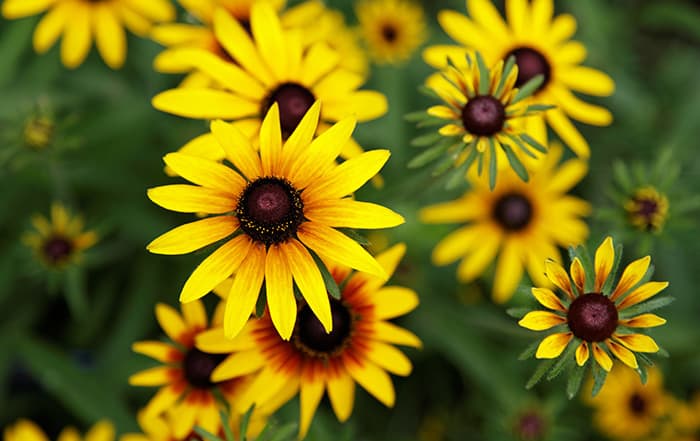 Rudbeckia