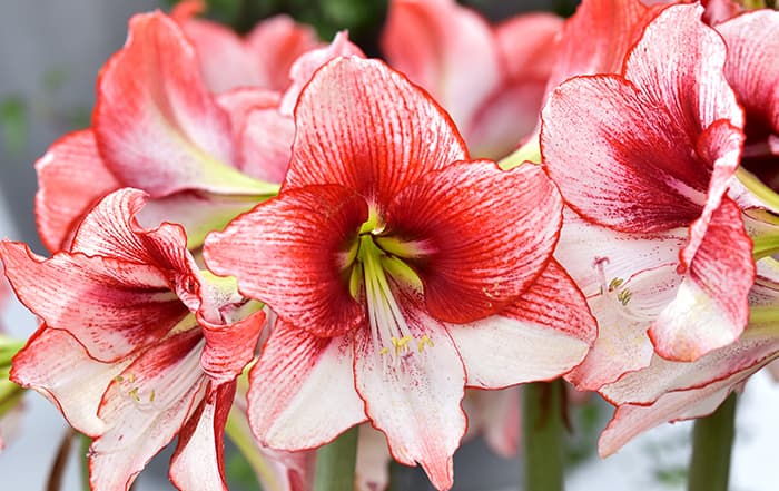 amaryllis