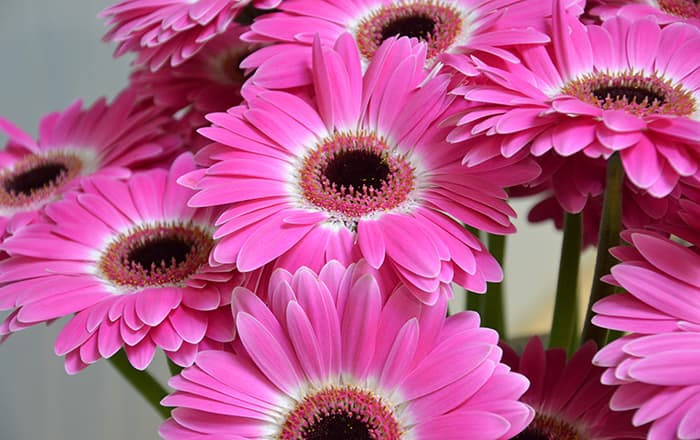 Gerbera