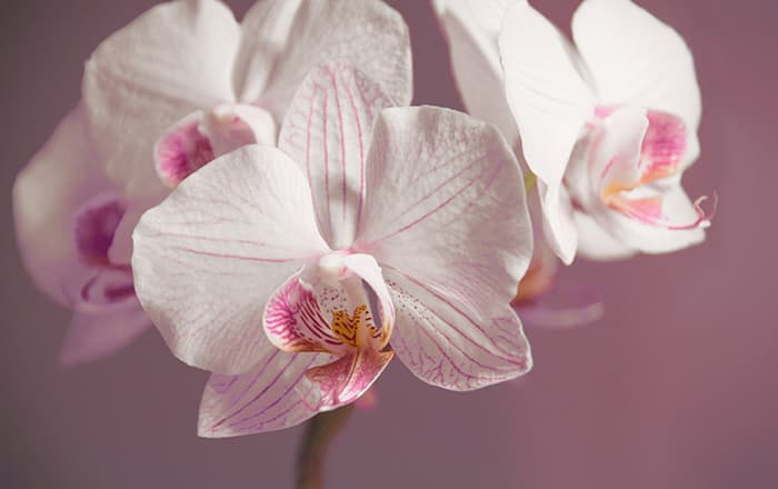 Orchidee