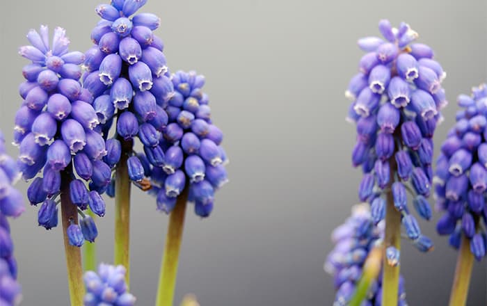 Muscari