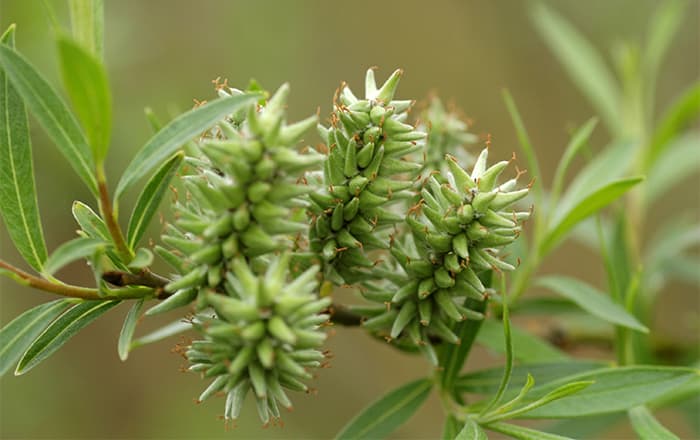 Salix_cinerea