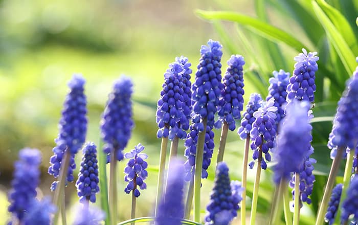 Muscari