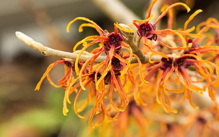 Hamamelis