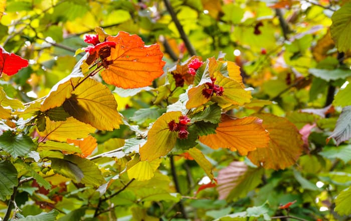 Corylus_avellana