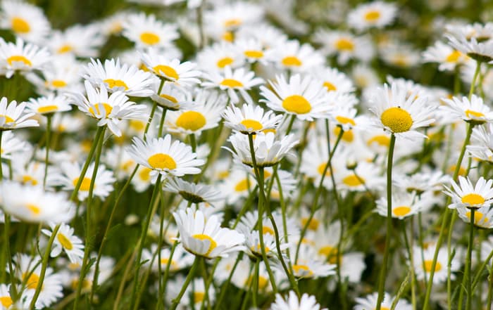 Leucanthemum