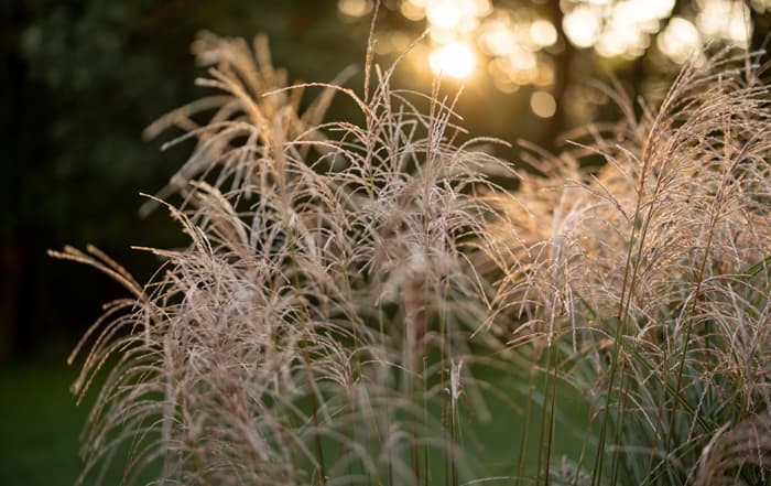 Miscanthus