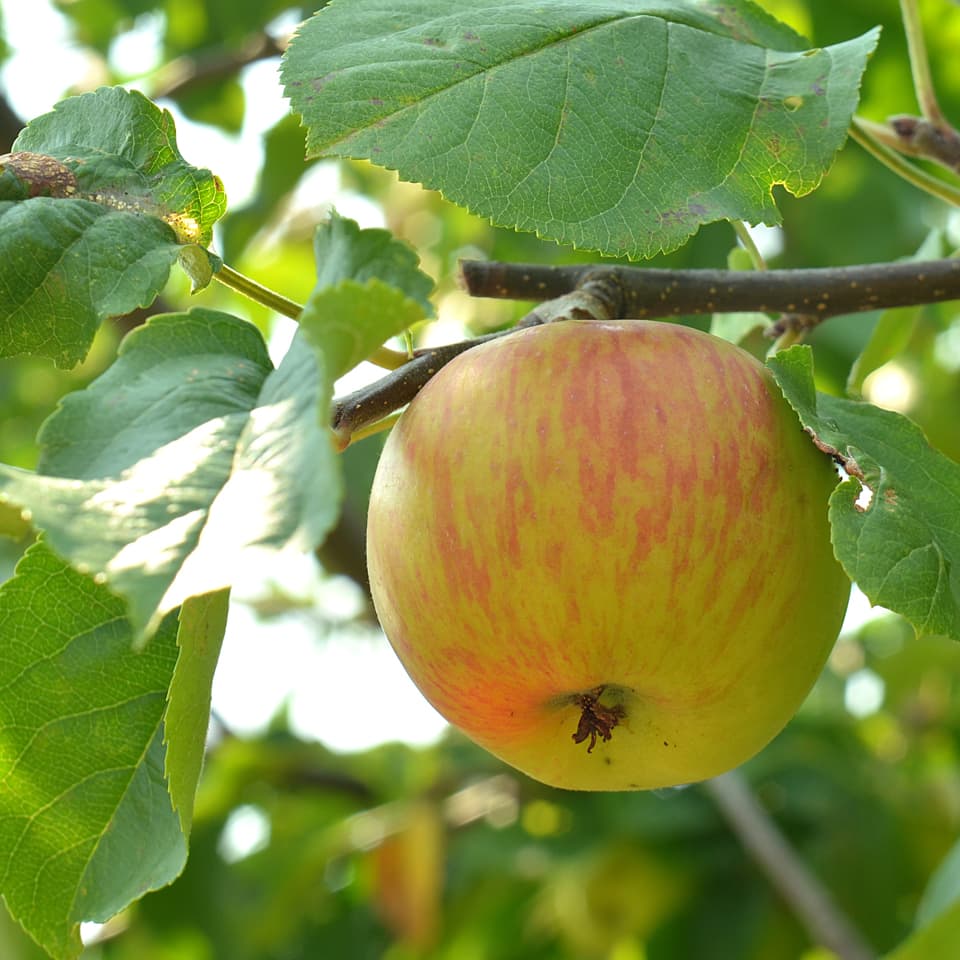 Malus_Gravensteiner