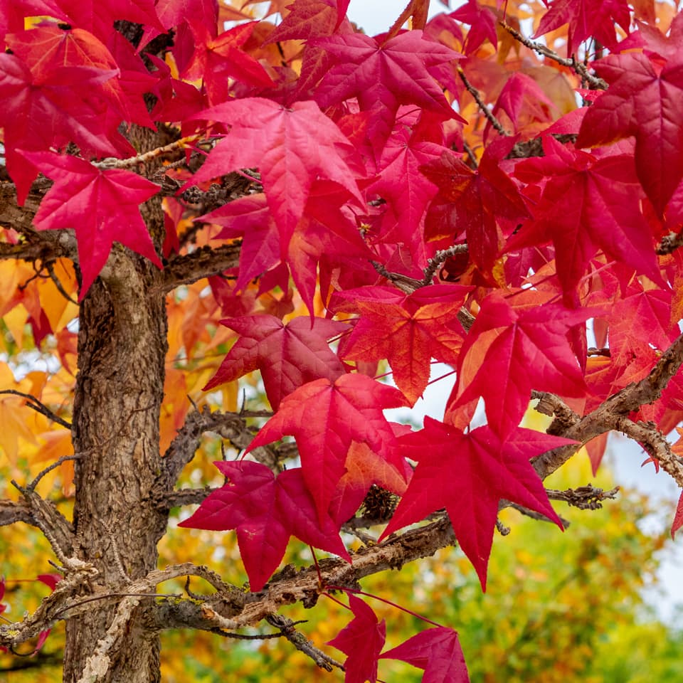 Liquidambar